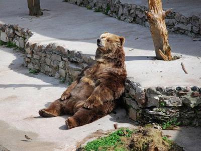 bear_sitting