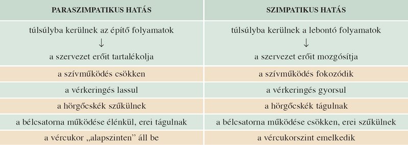 vegetatív_idegrendszer