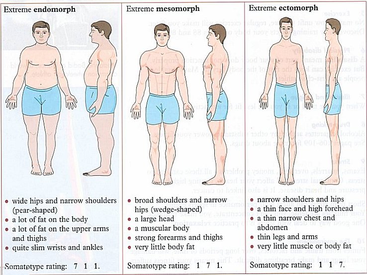 Testalkat típusok